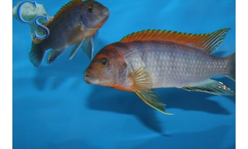 Labidochromis Hongi Red Top
